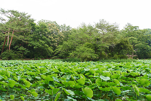 포토 JPG 주간 나무 한국전통 여행 유적지 풍경 사람없음 야외 초록색 여름 관광지 산책로 연못 연잎 김포장릉 국내포토 자연요소 식물 전통 계절 길 컬러 고건축 잎 한국 왕릉 김포 파일형식