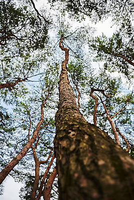 포토 JPG 주간 한국전통 로우앵글 여행 유적지 하늘 풍경 사람없음 야외 여름 관광지 소나무 김포장릉 국내포토 자연요소 나무 전통 계절 뷰포인트 고건축 한국 왕릉 김포 파일형식