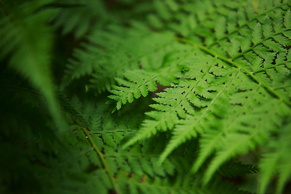 포토 JPG 주간 한국전통 여행 잎 유적지 풍경 근접촬영 사람없음 야외 초록색 여름 관광지 산책로 김포장릉 국내포토 자연요소 식물 전통 계절 길 뷰포인트 컬러 고건축 한국 왕릉 김포 파일형식