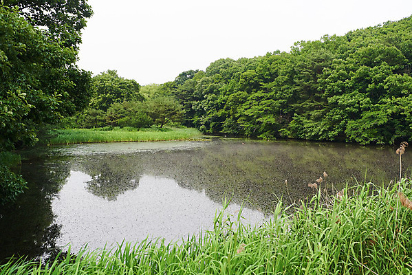 포토 JPG 주간 나무 한국전통 여행 유적지 풍경 사람없음 야외 초록색 여름 관광지 산책로 연못 김포장릉 국내포토 자연요소 식물 전통 계절 길 컬러 고건축 한국 왕릉 김포 파일형식