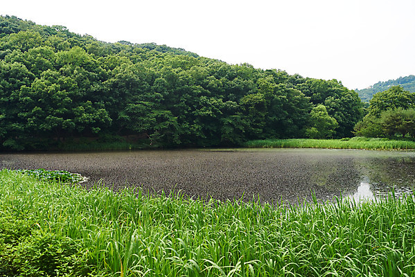 포토 JPG 주간 나무 한국전통 여행 유적지 풍경 사람없음 야외 초록색 여름 관광지 산책로 연못 김포장릉 국내포토 자연요소 식물 전통 계절 길 컬러 고건축 한국 왕릉 김포 파일형식