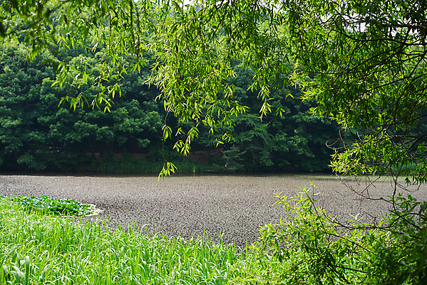포토 JPG 주간 나무 한국전통 여행 유적지 풍경 사람없음 야외 초록색 여름 관광지 산책로 연못 김포장릉 국내포토 자연요소 식물 전통 계절 길 컬러 고건축 한국 왕릉 김포 파일형식