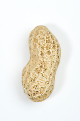 포토 JPG 스튜디오촬영 웰빙 실내 건강 누끼 사람없음 하이앵글 한개 견과류 오브젝트 흰배경 땅콩 부럼 웰빙음식 플랫레이 슈퍼푸드 국내포토 1 뷰포인트 백그라운드 내부 흰색 플랫 정월대보름 건강식품 건강식 파일형식