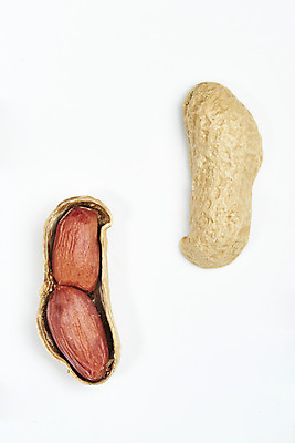 포토 JPG 스튜디오촬영 웰빙 실내 건강 누끼 사람없음 하이앵글 견과류 두개 오브젝트 흰배경 알맹이 땅콩 부럼 웰빙음식 땅콩껍질 플랫레이 슈퍼푸드 국내포토 뷰포인트 백그라운드 2 내부 껍질 흰색 플랫 정월대보름 건강식품 건강식 파일형식