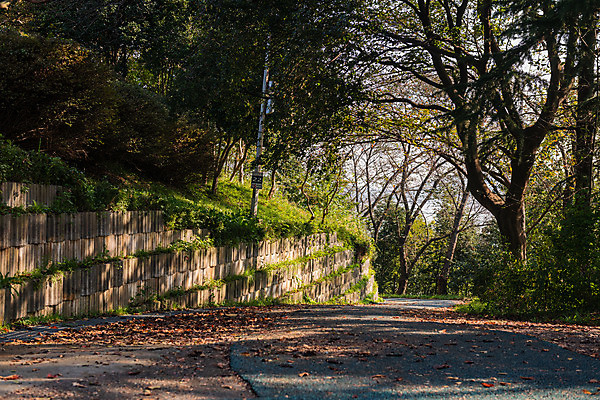 포토 JPG 주간 나무 여행 풍경 사람없음 야외 관광지 산책로 가을 국내여행 군산 월명공원 국내포토 자연요소 식물 계절 공원 길 전라북도 파일형식