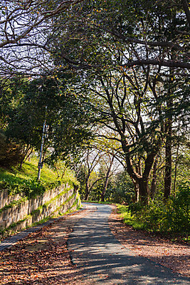 포토 JPG 주간 나무 여행 풍경 사람없음 야외 관광지 산책로 가을 국내여행 군산 월명공원 국내포토 자연요소 식물 계절 공원 길 전라북도 파일형식