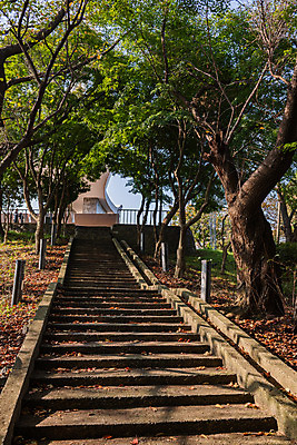 포토 JPG 주간 나무 여행 풍경 사람없음 야외 관광지 계단 산책로 가을 국내여행 군산 월명공원 국내포토 자연요소 식물 계절 공원 길 전라북도 파일형식