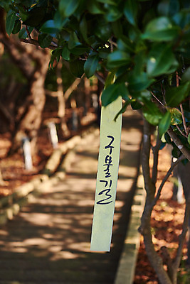 포토 JPG 주간 나무 여행 잎 풍경 근접촬영 사람없음 야외 아웃포커스 관광지 가을 국내여행 군산 월명공원 구불길 국내포토 자연요소 식물 계절 공원 길 뷰포인트 촬영기법 전라북도 파일형식