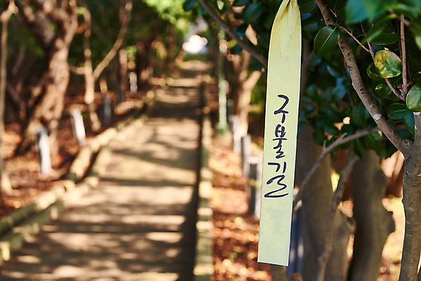 포토 JPG 주간 나무 여행 잎 풍경 근접촬영 사람없음 야외 아웃포커스 관광지 가을 국내여행 군산 월명공원 구불길 국내포토 자연요소 식물 계절 공원 길 뷰포인트 촬영기법 전라북도 파일형식