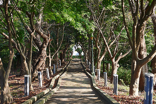 포토 JPG 주간 나무 길 여행 풍경 사람없음 야외 관광지 가을 국내여행 군산 월명공원 국내포토 자연요소 식물 계절 공원 전라북도 파일형식