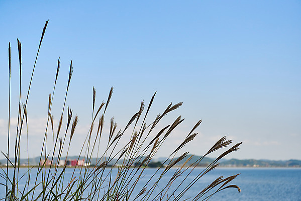 포토 JPG 주간 바다 여행 하늘 풍경 사람없음 야외 관광지 가을 억새 국내여행 군산 금강갑문 국내포토 자연요소 식물 계절 다리_건축물 전라북도 파일형식