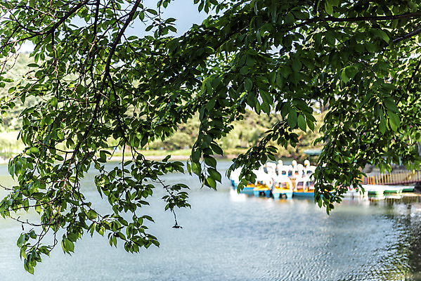 포토 JPG 주간 나무 한국전통 호수 여행 하늘 나뭇잎 풍경 사람없음 야외 아웃포커스 여름 관광지 저수지 명승지 오리배 의림지 제천 국내포토 자연요소 식물 전통 계절 잎 한국 촬영기법 충청북도 파일형식 제천10경