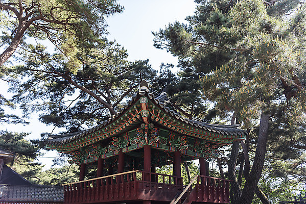 포토 JPG 주간 한국전통 여행 한국건축 하늘 풍경 사람없음 야외 여름 관광지 소나무 명승지 의림지 제천 경호루 국내포토 자연요소 나무 전통 계절 건축 한국 저수지 정자_건축물 충청북도 파일형식 제천10경