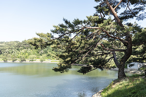 포토 JPG 주간 한국전통 호수 여행 하늘 풍경 사람없음 야외 여름 관광지 저수지 소나무 명승지 의림지 제천 국내포토 자연요소 나무 전통 계절 한국 충청북도 파일형식 제천10경