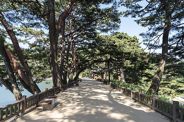 포토 JPG 주간 한국전통 길 여행 하늘 풍경 사람없음 야외 여름 관광지 소나무 명승지 의림지 제천 국내포토 자연요소 나무 전통 계절 한국 저수지 충청북도 파일형식 제천10경