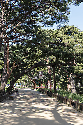 포토 JPG 주간 한국전통 길 여행 풍경 사람없음 야외 여름 관광지 소나무 명승지 의림지 제천 국내포토 자연요소 나무 전통 계절 한국 저수지 충청북도 파일형식 제천10경