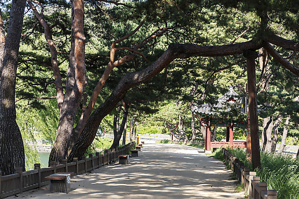 포토 JPG 주간 한국전통 길 여행 풍경 사람없음 야외 여름 관광지 소나무 명승지 의림지 제천 국내포토 자연요소 나무 전통 계절 한국 저수지 충청북도 파일형식 제천10경