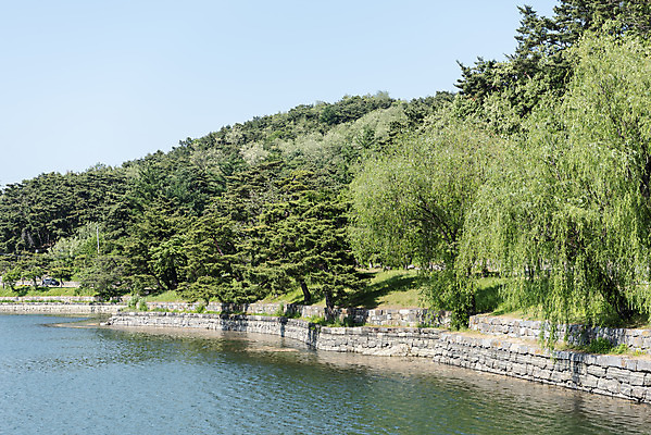 포토 JPG 주간 나무 한국전통 호수 여행 하늘 풍경 사람없음 야외 여름 관광지 저수지 명승지 의림지 제천 국내포토 자연요소 식물 전통 계절 한국 충청북도 파일형식 제천10경