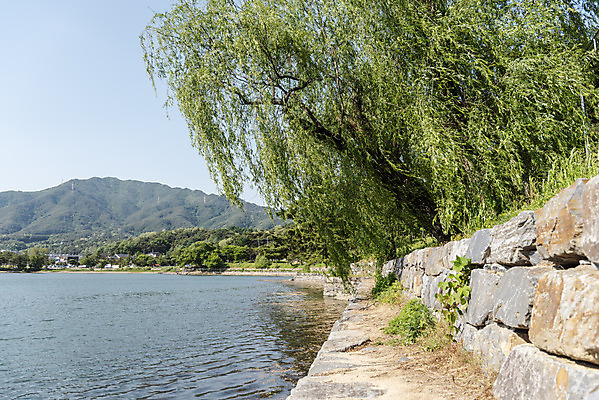 포토 JPG 주간 나무 한국전통 호수 여행 하늘 풍경 사람없음 야외 여름 관광지 저수지 명승지 의림지 제천 국내포토 자연요소 식물 전통 계절 한국 충청북도 파일형식 제천10경