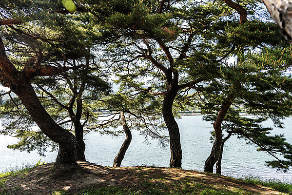 포토 JPG 주간 한국전통 호수 여행 풍경 사람없음 야외 여름 관광지 저수지 소나무 명승지 의림지 제천 국내포토 자연요소 나무 전통 계절 한국 충청북도 파일형식 제천10경