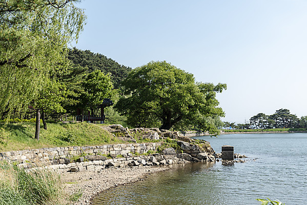 포토 JPG 주간 나무 한국전통 호수 여행 하늘 풍경 사람없음 야외 여름 관광지 저수지 명승지 의림지 제천 국내포토 자연요소 식물 전통 계절 한국 충청북도 파일형식 제천10경