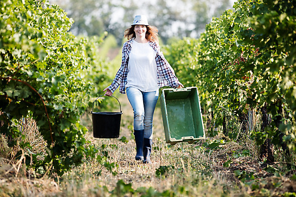 포토 JPG 주간 전신 서양인 외국인 모자 여자 포도 장화 한명 미소 들기 사람 20대 성인 야외 앞모습 상자 농장 걷기 양동이 포도밭 체코 성인여자한명만 국내포토 자연요소 1 잡화 유럽 뷰포인트 신발 밭 농업 과일 모션 표정 인종 청년 여자한명만 성인여자만 파일형식