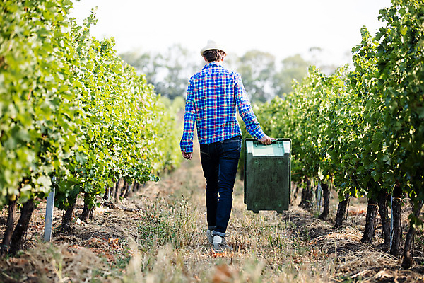 포토 JPG 주간 전신 서양인 외국인 모자 남자 포도 한명 들기 사람 20대 성인 야외 뒷모습 상자 농장 걷기 포도밭 체코 성인남자한명만 국내포토 자연요소 1 잡화 유럽 뷰포인트 밭 농업 과일 모션 인종 청년 남자한명만 성인남자만 파일형식