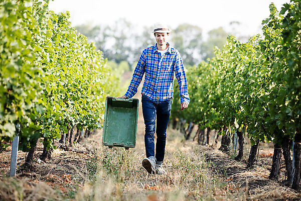 포토 JPG 주간 전신 서양인 외국인 모자 남자 포도 한명 들기 사람 20대 성인 야외 앞모습 상자 농장 걷기 포도밭 체코 성인남자한명만 국내포토 자연요소 1 잡화 유럽 뷰포인트 밭 농업 과일 모션 인종 청년 남자한명만 성인남자만 파일형식
