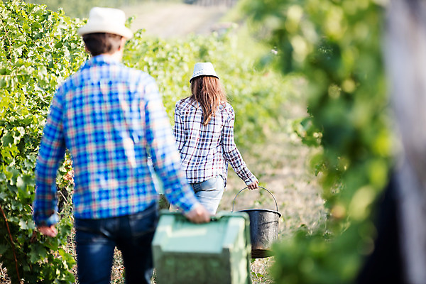 포토 JPG 주간 서양인 외국인 모자 여자 남자 포도 서기 들기 사람 상반신 20대 성인 야외 두명 뒷모습 상자 농장 걷기 양동이 포도밭 체코 성인만 국내포토 자연요소 잡화 유럽 뷰포인트 밭 농업 과일 모션 인종 청년 파일형식