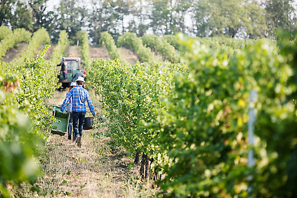 포토 JPG 주간 전신 서양인 외국인 모자 커플 여자 남자 포도 들기 사람 20대 성인 야외 두명 뒷모습 상자 농장 걷기 양동이 포도밭 체코 성인만 국내포토 자연요소 잡화 유럽 뷰포인트 밭 농업 과일 관계 모션 인종 청년 파일형식