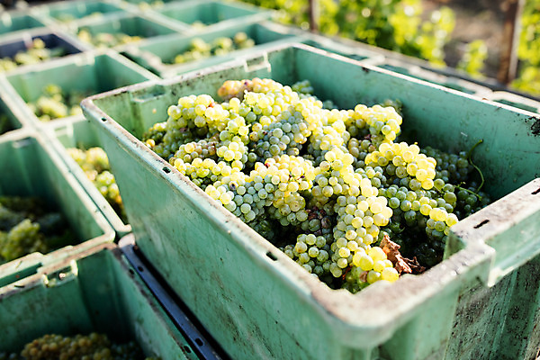 포토 JPG 주간 포도 사람없음 야외 상자 농장 수확 청포도 포도밭 체코 국내포토 자연요소 유럽 밭 농업 과일 파일형식