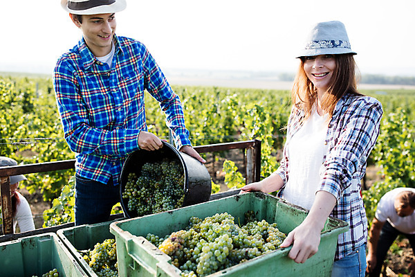 포토 JPG 주간 서양인 외국인 커플 여자 남자 포도 서기 미소 들기 사람 상반신 20대 성인 야외 두명 앞모습 상자 농장 포도밭 체코 성인만 국내포토 자연요소 유럽 뷰포인트 밭 농업 과일 관계 모션 표정 인종 청년 파일형식