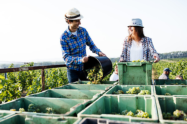 포토 JPG 주간 서양인 외국인 모자 커플 여자 남자 포도 서기 들기 사람 상반신 20대 성인 야외 두명 앞모습 상자 농장 수확 양동이 포도밭 체코 넣기 성인만 국내포토 자연요소 잡화 유럽 뷰포인트 밭 농업 과일 관계 모션 인종 청년 파일형식