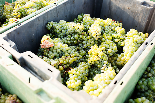 포토 JPG 주간 포도 사람없음 야외 상자 농장 수확 청포도 포도밭 체코 국내포토 자연요소 유럽 밭 농업 과일 파일형식