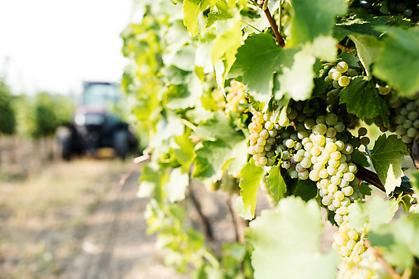 포토 JPG 주간 나무 포도 사람없음 야외 아웃포커스 농장 청포도 포도밭 포도나무 체코 국내포토 자연요소 식물 유럽 밭 농업 과일 촬영기법 과일나무 파일형식