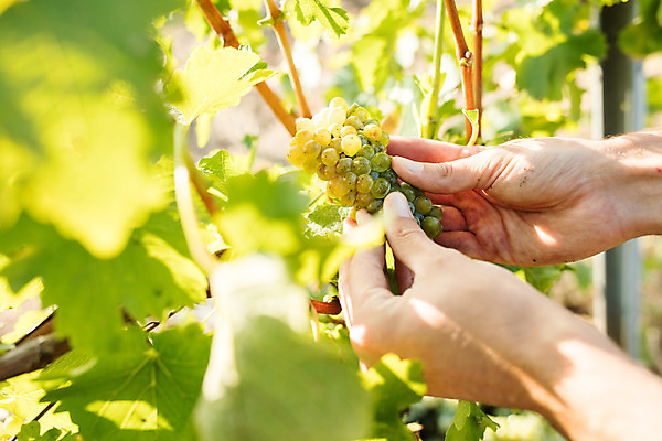 포토 JPG 주간 서양인 외국인 손 남자 포도 한명 사람 20대 성인 야외 신체부위 농장 수확 잡기 확인 포도밭 포도나무 체코 성인남자한명만 국내포토 자연요소 1 유럽 밭 농업 과일 모션 인종 청년 과일나무 남자한명만 성인남자만 파일형식