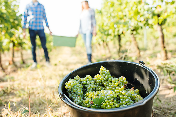 포토 JPG 주간 전신 서양인 외국인 커플 여자 남자 포도 서기 들기 사람 20대 성인 야외 두명 앞모습 상자 농장 수확 양동이 포도밭 포도송이 체코 성인만 국내포토 자연요소 유럽 뷰포인트 밭 농업 과일 관계 모션 인종 청년 파일형식