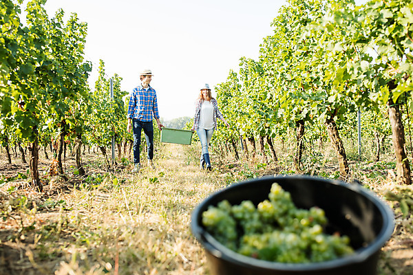 포토 JPG 주간 전신 서양인 외국인 커플 여자 남자 포도 서기 미소 들기 사람 20대 성인 야외 두명 앞모습 상자 농장 걷기 수확 양동이 포도밭 체코 성인만 국내포토 자연요소 유럽 뷰포인트 밭 농업 과일 관계 모션 표정 인종 청년 파일형식