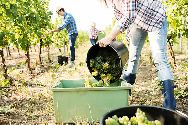 포토 JPG 주간 전신 서양인 외국인 모자 여자 남자 중년 50대 포도 서기 들기 사람 20대 성인 야외 옆모습 세명 상자 농장 걷기 수확 양동이 포도밭 체코 넣기 국내포토 자연요소 잡화 유럽 뷰포인트 밭 농업 과일 모션 인종 청년 파일형식