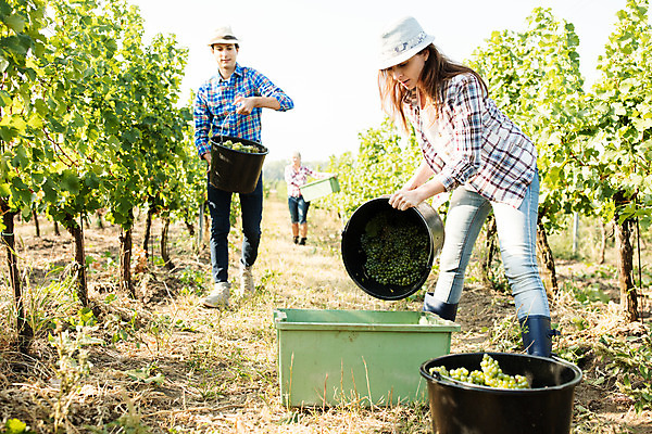 포토 JPG 주간 전신 서양인 외국인 모자 여자 남자 중년 50대 포도 서기 들기 사람 20대 성인 야외 앞모습 옆모습 세명 상자 농장 걷기 수확 양동이 포도밭 체코 넣기 국내포토 자연요소 잡화 유럽 뷰포인트 밭 농업 과일 모션 인종 청년 파일형식