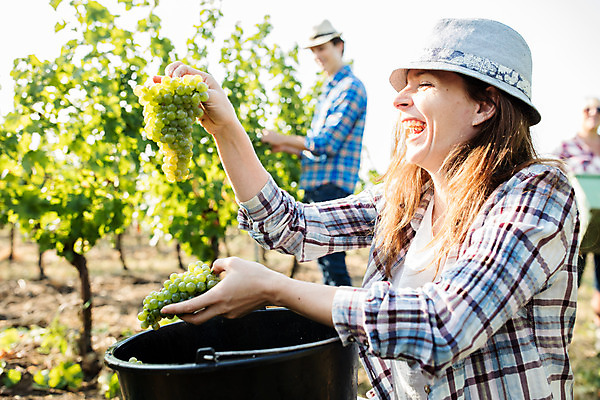 포토 JPG 주간 서양인 외국인 여자 남자 중년 50대 포도 서기 미소 들기 사람 앉기 상반신 20대 성인 야외 옆모습 세명 농장 수확 양동이 포도밭 포도송이 체코 박스포장 국내포토 자연요소 유럽 뷰포인트 밭 농업 과일 포장 모션 표정 인종 청년 파일형식