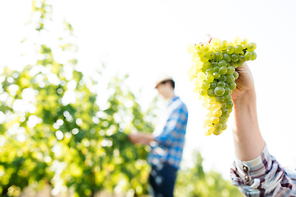 포토 JPG 주간 서양인 외국인 손 커플 여자 남자 포도 들기 사람 상반신 20대 성인 야외 두명 옆모습 신체부위 농장 포도밭 포도송이 체코 성인만 국내포토 자연요소 유럽 뷰포인트 밭 농업 과일 관계 모션 인종 청년 파일형식