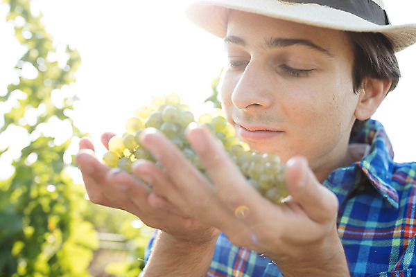 포토 JPG 주간 서양인 외국인 모자 남자 포도 한명 서기 미소 들기 사람 상반신 20대 성인 야외 앞모습 농장 수확 냄새 포도밭 포도송이 체코 성인남자한명만 국내포토 자연요소 1 잡화 유럽 뷰포인트 밭 농업 과일 모션 표정 인종 청년 남자한명만 성인남자만 파일형식