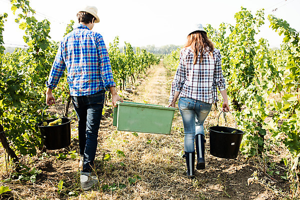 포토 JPG 주간 전신 서양인 외국인 커플 여자 남자 포도 들기 사람 20대 성인 야외 두명 뒷모습 상자 농장 걷기 수확 양동이 포도밭 포도송이 체코 성인만 국내포토 자연요소 유럽 뷰포인트 밭 농업 과일 관계 모션 인종 청년 파일형식