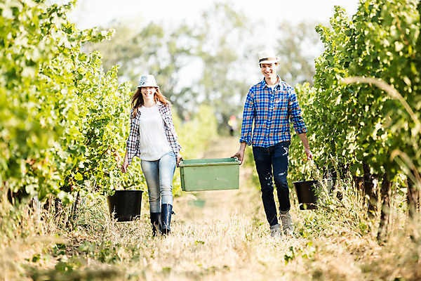 포토 JPG 주간 전신 서양인 외국인 모자 커플 여자 남자 포도 서기 들기 사람 20대 성인 야외 두명 앞모습 상자 농장 걷기 수확 양동이 포도밭 포도송이 체코 성인만 국내포토 자연요소 잡화 유럽 뷰포인트 밭 농업 과일 관계 모션 인종 청년 파일형식