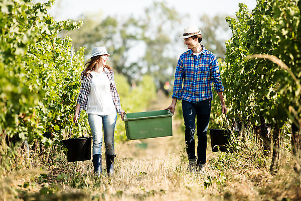 포토 JPG 주간 전신 서양인 외국인 모자 커플 여자 남자 포도 서기 들기 사람 20대 성인 야외 두명 앞모습 상자 농장 마주보기 걷기 수확 포도밭 포도송이 체코 성인만 국내포토 자연요소 잡화 유럽 뷰포인트 밭 농업 과일 관계 모션 인종 청년 파일형식