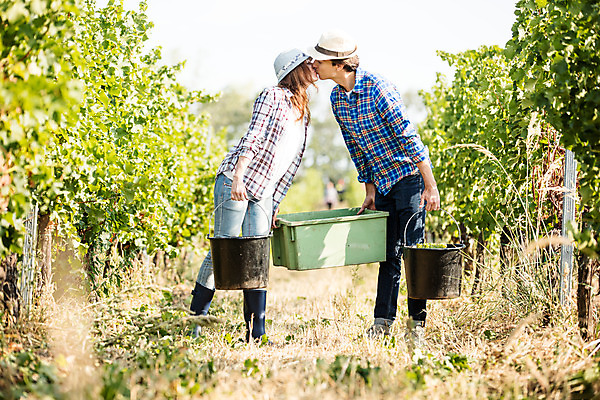 포토 JPG 주간 전신 서양인 외국인 모자 커플 여자 남자 포도 키스 서기 들기 사람 20대 성인 야외 두명 앞모습 상자 농장 걷기 수확 양동이 포도밭 포도송이 체코 성인만 국내포토 자연요소 잡화 유럽 뷰포인트 밭 농업 과일 관계 모션 인종 청년 애정표현 파일형식