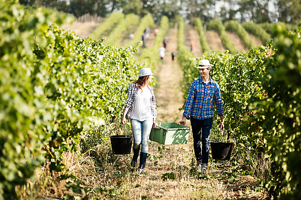 포토 JPG 주간 전신 서양인 외국인 모자 커플 여자 남자 포도 서기 들기 사람 20대 성인 야외 두명 앞모습 상자 농장 마주보기 걷기 수확 양동이 포도밭 포도송이 체코 성인만 국내포토 자연요소 잡화 유럽 뷰포인트 밭 농업 과일 관계 모션 인종 청년 파일형식