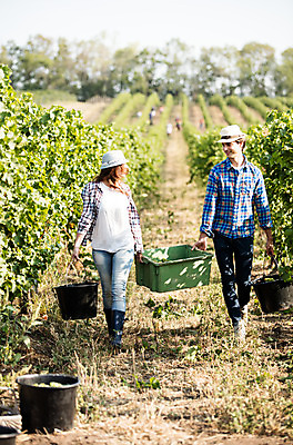 포토 JPG 주간 전신 서양인 외국인 모자 커플 여자 남자 포도 서기 미소 들기 사람 20대 성인 야외 두명 앞모습 상자 농장 마주보기 걷기 수확 양동이 포도밭 포도송이 체코 성인만 국내포토 자연요소 잡화 유럽 뷰포인트 밭 농업 과일 관계 모션 표정 인종 청년 파일형식