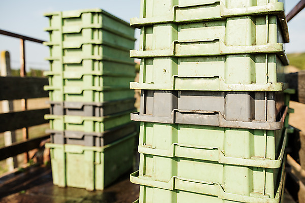 포토 JPG 주간 사람없음 야외 상자 농장 쌓기 포도밭 체코 국내포토 자연요소 유럽 밭 농업 모션 파일형식